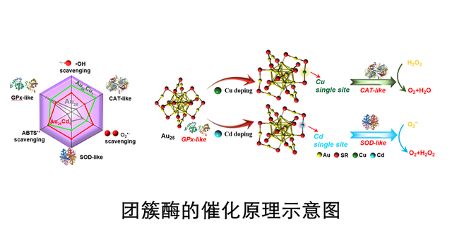 中国青年报：天大团队研发“团簇酶”有望为神经炎症患者带来福音