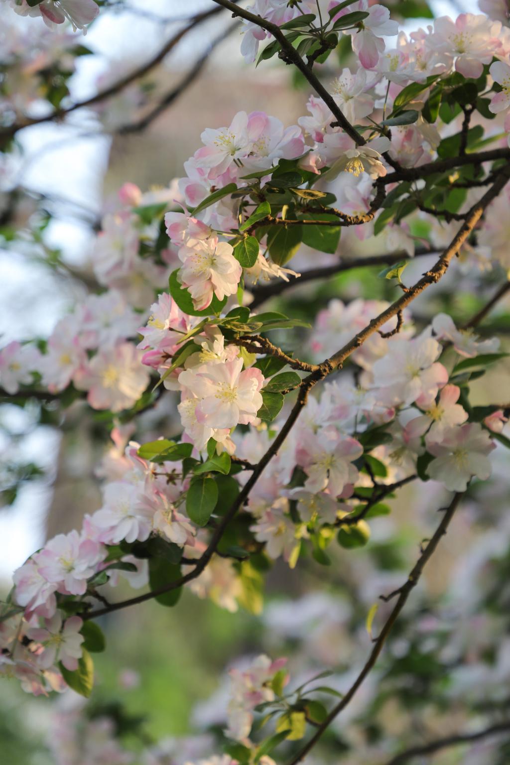 2023年4月天津 美丽海棠花绽放盛开 - 哔哩哔哩
